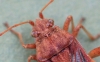 Stictopleurus abutilon detail