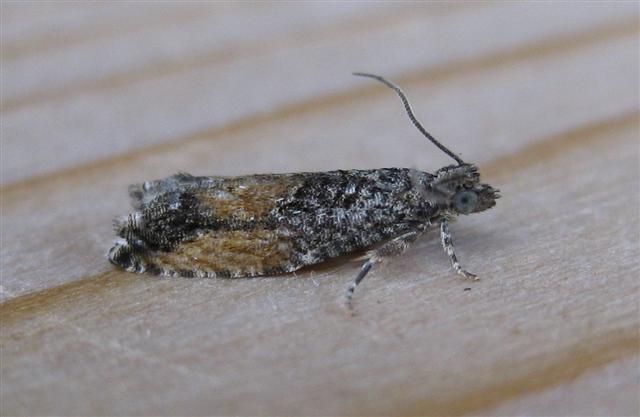 Epinotia nisella. Copyright: Stephen Rolls