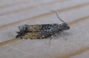 Epinotia nisella.