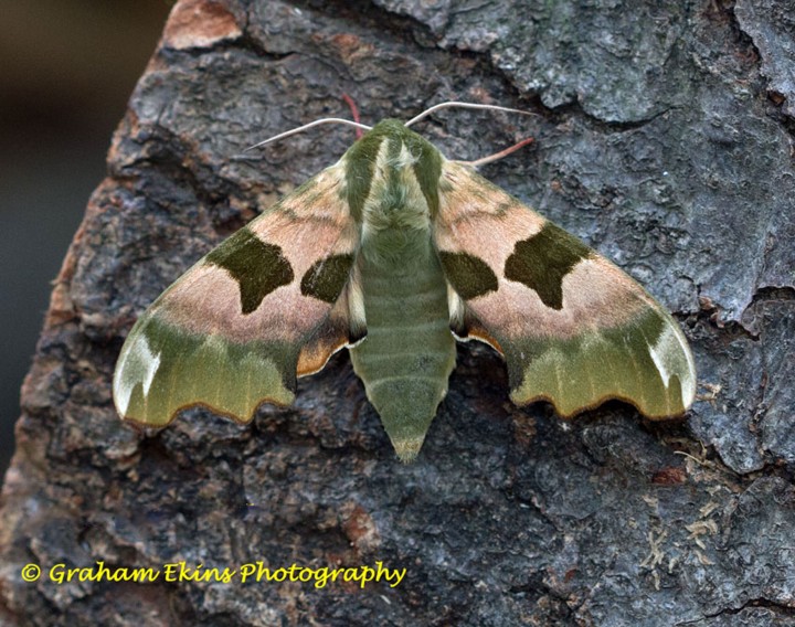 Lime Hawk-moth 10 Copyright: Graham Ekins