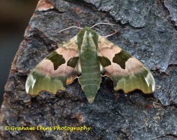 Lime Hawk-moth 10 Copyright: Graham Ekins