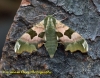 Lime Hawk-moth 10 Copyright: Graham Ekins