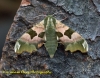 Lime Hawk-moth 10