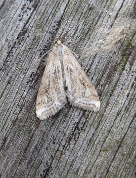 Cataclysta lemnata. Copyright: Stephen Rolls