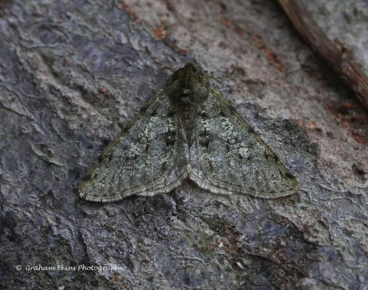 Pale Brindled Beauty  Phigalia pilosaria Copyright: Graham Ekins