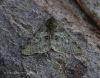 Pale Brindled Beauty  Phigalia pilosaria Copyright: Graham Ekins