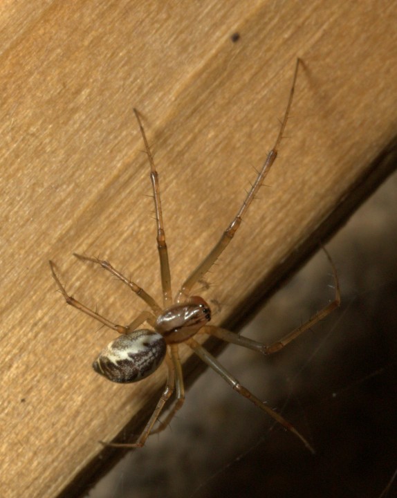 Vange spider Copyright: Colin Brodie