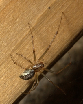 Vange spider Copyright: Colin Brodie