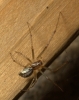 Vange spider 