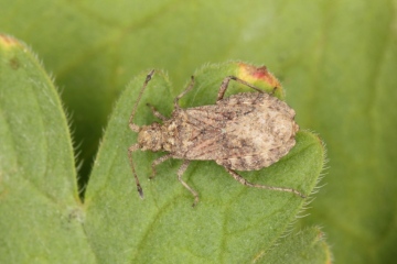 Arenocoris fallenii Copyright: Peter Harvey