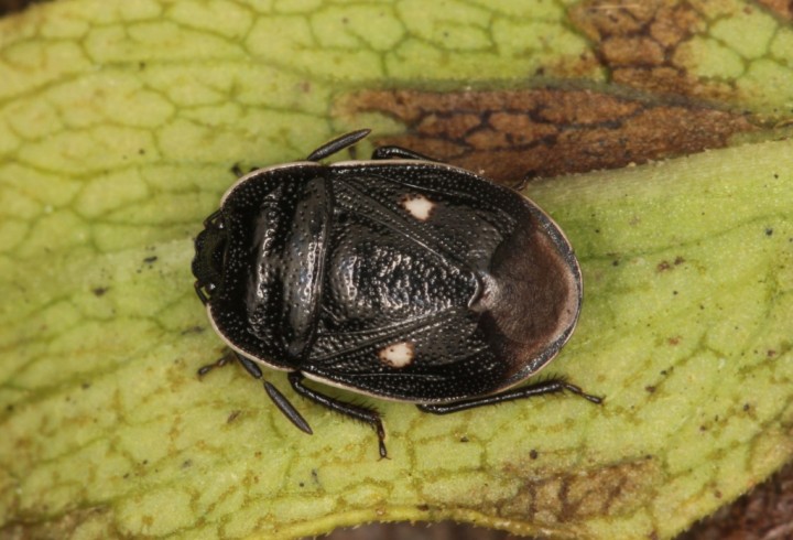 Adomerus biguttatus Copyright: Peter Harvey