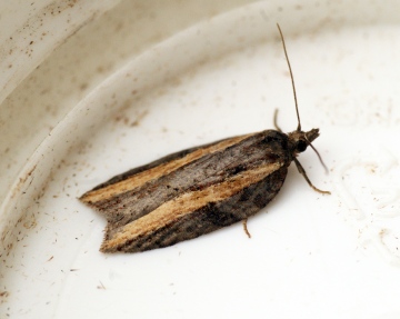 Acleris hastiana 1 Copyright: Ben Sale