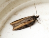 Acleris hastiana 1