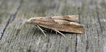 Eucosma conterminana. Copyright: Stephen Rolls