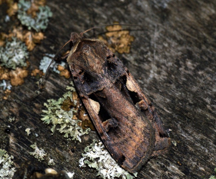 Setaceous Hebrew Character Copyright: Ben Sale