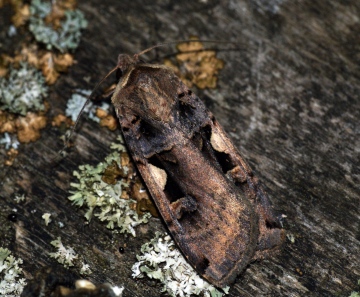 Setaceous Hebrew Character Copyright: Ben Sale