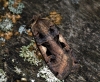 Setaceous Hebrew Character