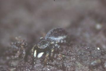 Talavera petrensis-female Copyright: Peter Harvey