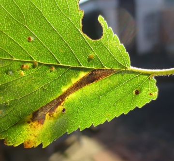 Phyllonorycter tristrigella. Copyright: Stephen Rolls