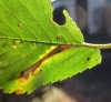 Phyllonorycter tristrigella. Copyright: Stephen Rolls