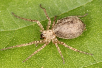 Anyphaena sabina female Copyright: P.R. Harvey