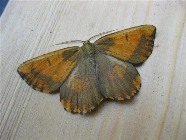 Orange Moth. Copyright: Stephen Rolls