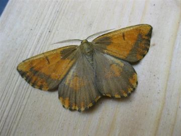 Orange Moth. Copyright: Stephen Rolls