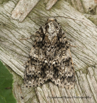 Acronicta rumicis   Knot Grass Copyright: Graham Ekins