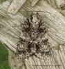 Acronicta rumicis   Knot Grass