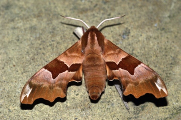 Lime Hawk-moth f.brunnea Copyright: Ben Sale