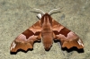 Lime Hawk-moth f.brunnea Copyright: Ben Sale