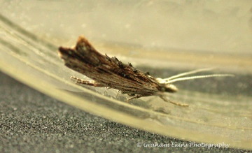 Ypsolopha scabrella 5 Copyright: Graham Ekins