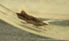 Ypsolopha scabrella 5