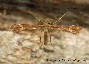 Marasmarcha lunaedactyla  Crescent Plume Copyright: Graham Ekins