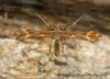 Marasmarcha lunaedactyla  Crescent Plume Copyright: Graham Ekins