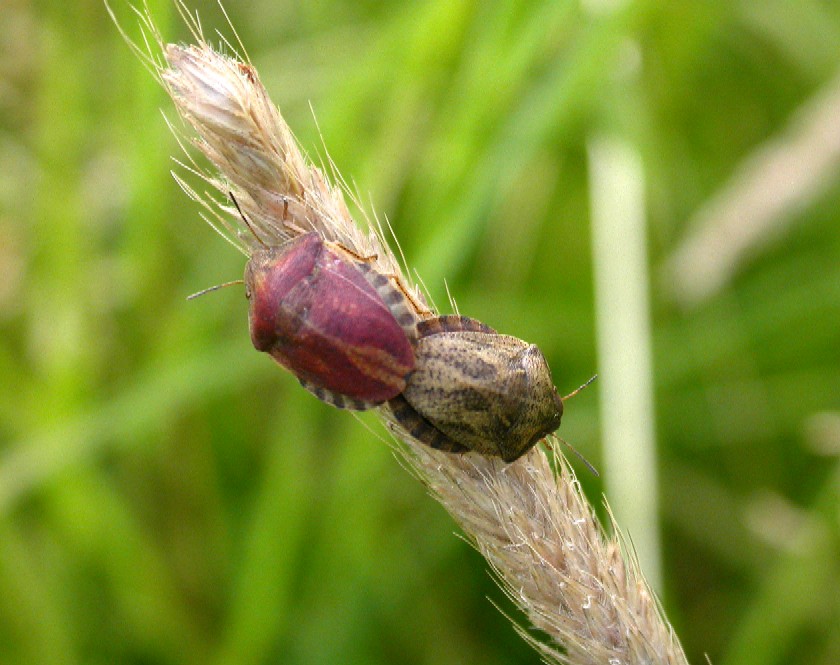 A shield bug Eurygaster testudinaria Copyright: Malcolm Riddler