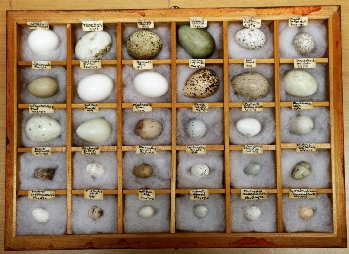Alec Smith Egg Collection without cover Copyright: William George