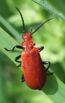 Red-Headed Cardinal Beetle  (Pyrochroa serraticornis) Copyright: Peter Pearson