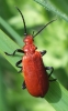 Red-Headed Cardinal Beetle  (Pyrochroa serraticornis) 