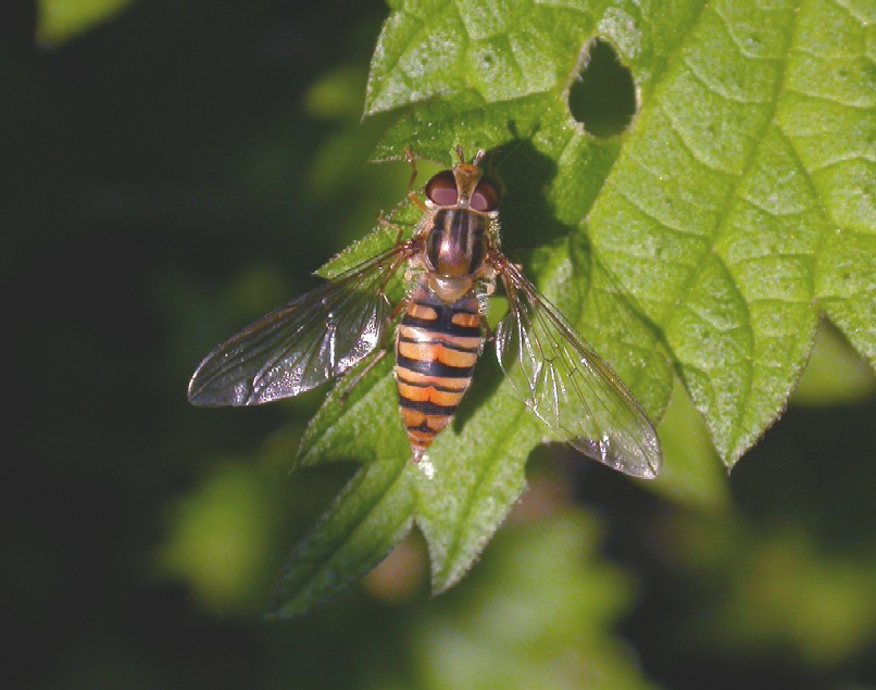 A hoverfly -  Episyrphus balteatus (WTCP 10-05-07). Copyright: Malcolm Riddler