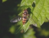 A hoverfly -  Episyrphus balteatus (WTCP 10-05-07).