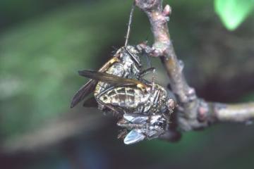 Empis tessellata Copyright: Peter Harvey