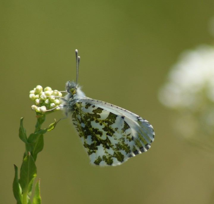 Orange Tip (female and ovum) Copyright: Robert Smith