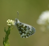 Orange Tip (female and ovum) Copyright: Robert Smith