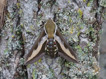 Bedstraw Hawk-moth Hyles galii 14 August 2020 Copyright: Gavin Price