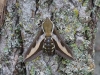 Bedstraw Hawk-moth Hyles galii 14 August 2020