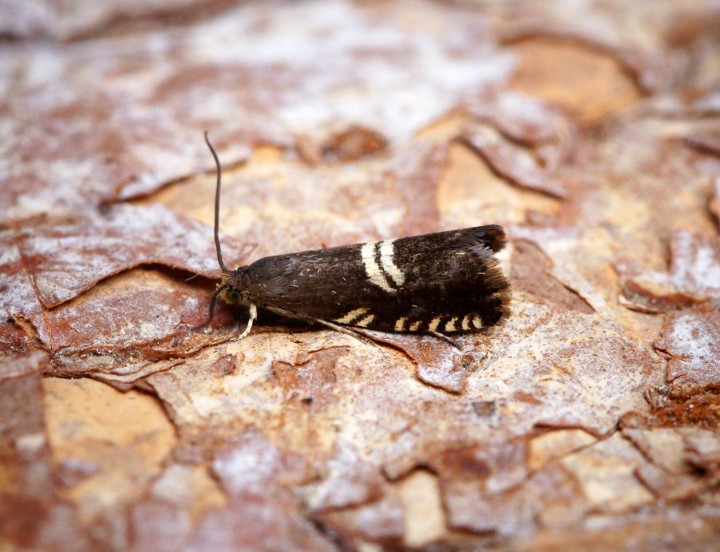 Grapholita pallifrontana Copyright: Ben Sale