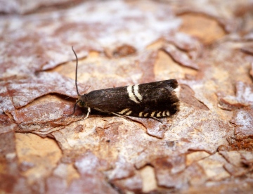 Grapholita pallifrontana Copyright: Ben Sale