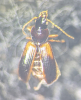 Acupalpus meridianus Copyright: Robert Smith