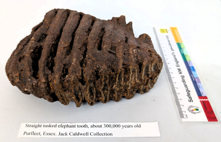 Palaeoloxodon antiquus Straight-tusked elephant tooth Copyright: William George